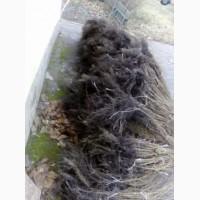 Саджанці фундука під замовлення