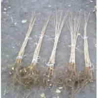 Саджанці фундука під замовлення