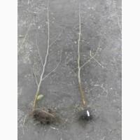 Саджанці фундука під замовлення