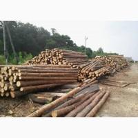 Куплю кругляк березa/ель/сосна