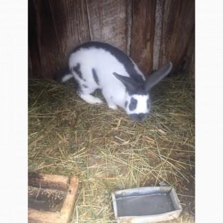 Продам Кроликов