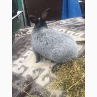 Продам Кроликов