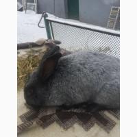 Продам Кроликов