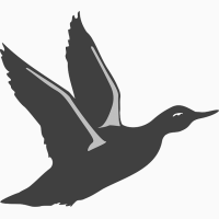Качка Утка каченята підрощені суточні тушка гуси кури інкубація м#039;ясо