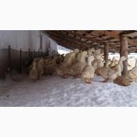 Качка Утка каченята підрощені суточні тушка гуси кури інкубація м#039;ясо