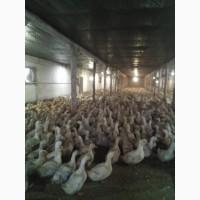 Качка Утка каченята підрощені суточні тушка гуси кури інкубація м#039;ясо