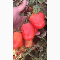 Продам помидор, сорт Пётра росса