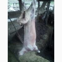 Продам. Овцы, гиссарская порода, маточное стадо