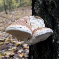 Cушенные лесные лечебные грибы, недорого, большой ассортимент, консультации