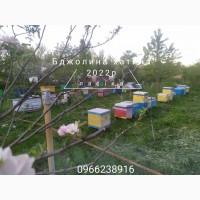 Бджолопакети карпатки