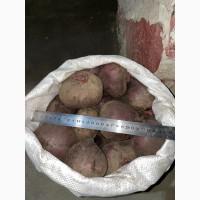 Продам буряк, буряк оптом, буряк Харків