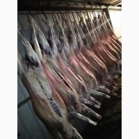 Продам тушки баранины говядины