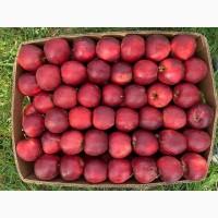 Продам Яблока оптом из сада