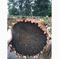 Пропоную!!! насіння соняшника гібрид АЛЬВАРЕЗ(ІМІ)