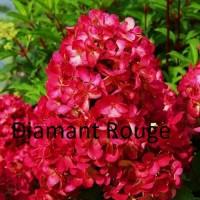 Продам гортензия Diamant Rouge