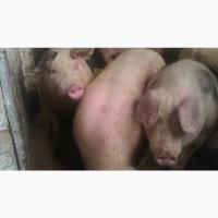 Свині мясної породи полутушами мясо свиней або живою вагою