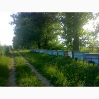 Продам бджолопакети
