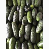 Продам огурец колючий Каменка от производителя