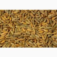 Купуємо Жито