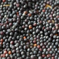 Куплю Ріпак НЕ ГМО, пшеницю 2кл, 3кл