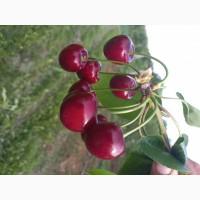 Продам черешню