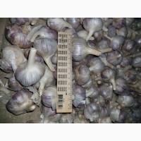 Продам часник любаша 2 репродукція
