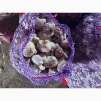Продам часник любаша 2 репродукція