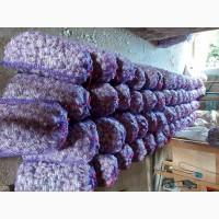 Продам часник любаша 2 репродукція