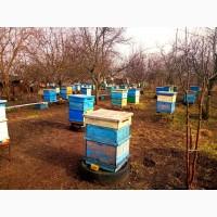 Продам бджолопакети Запорізька, Дніпровська обл