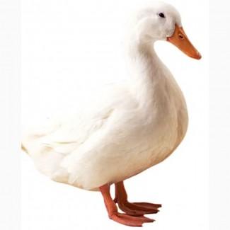 Куплю качку живою вагою