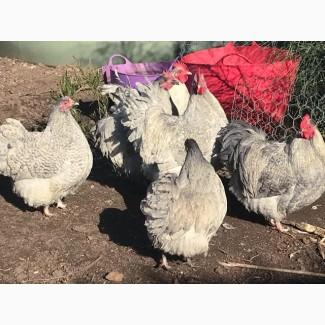 Інкубаційне яйце. Курчата, Орпінгтон лавандовий, червоний, смугастий