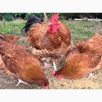 Інкубаційне яйце. Курчата, Орпінгтон лавандовий, червоний, смугастий