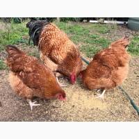 Інкубаційне яйце. Курчата, Орпінгтон лавандовий, червоний, смугастий