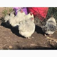 Інкубаційне яйце. Курчата, Орпінгтон лавандовий, червоний, смугастий