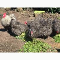 Інкубаційне яйце. Курчата, Орпінгтон лавандовий, червоний, смугастий