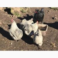 Інкубаційне яйце. Курчата, Орпінгтон лавандовий, червоний, смугастий