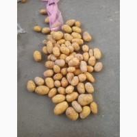 Картопля молода Греція