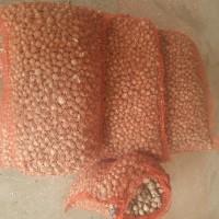 Продам однозубку часнику любаша