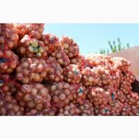 Продаємо на постійній основі цибулю 1-й, 2-й гатунок. Агровиробник, Миколаївська обл