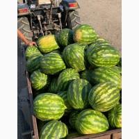 Продаж кавуну