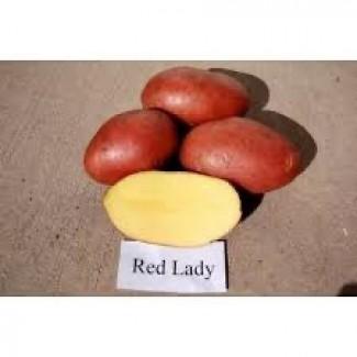 Посадкова картопля Ред Леді Чернівецька область купити вигідно, роздріб від 10 кг