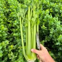 Продам стебло селери
