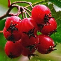 Глід купляємо в полтавській обл