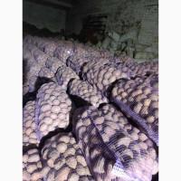 Продам товарну картоплю, сорт Белароса