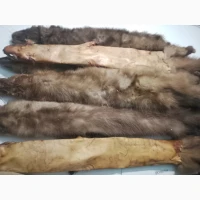 Купуємо куплю шкіри шкури куниці, кроля, видри, лиса, бобра ДОРОГО по усій Україні