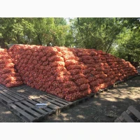 Продам лук Медуза 1 сорт