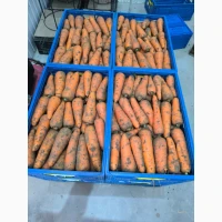 Продам Моркву, Мережева якість, першого гатунку, об#039;єм