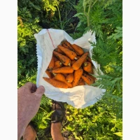 Продам морковку сорт абака