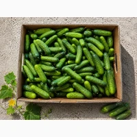 Продам свіжі огірки 9–12 см оптом і вроздріб - 35 грн/кг
