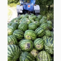 Продам кавун.ОПТ.З поля. Перша катка
